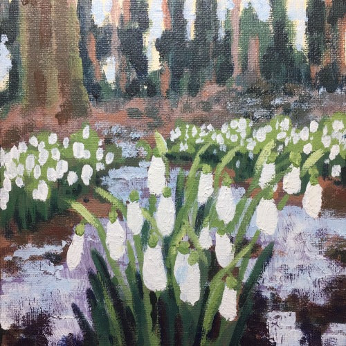 Snowdrops and Snow study 2