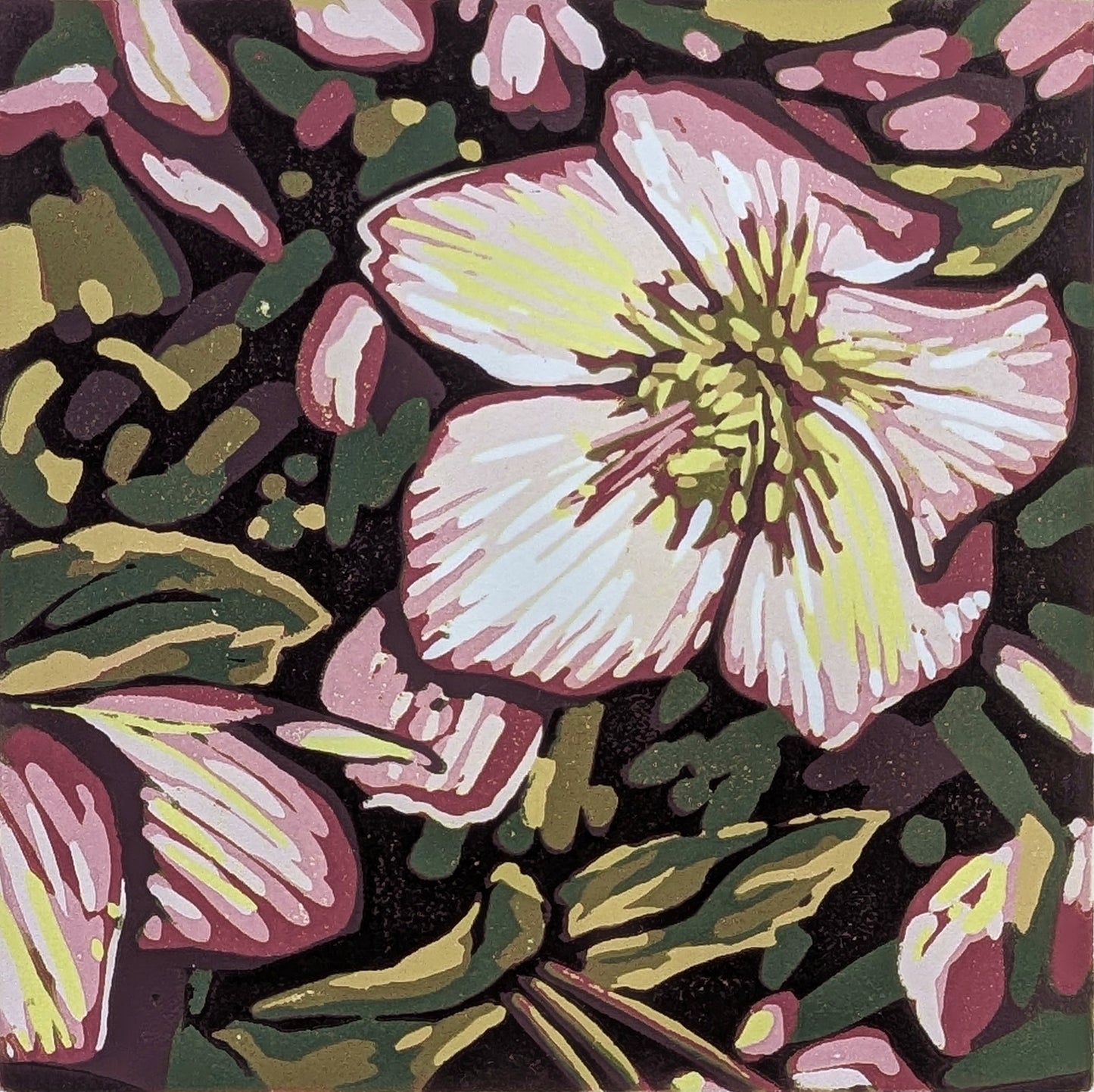 Hellebore Shade