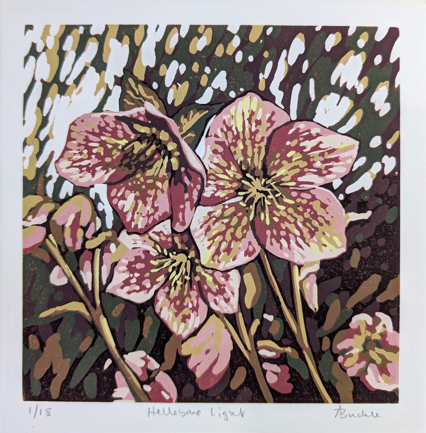 Hellebore Light
