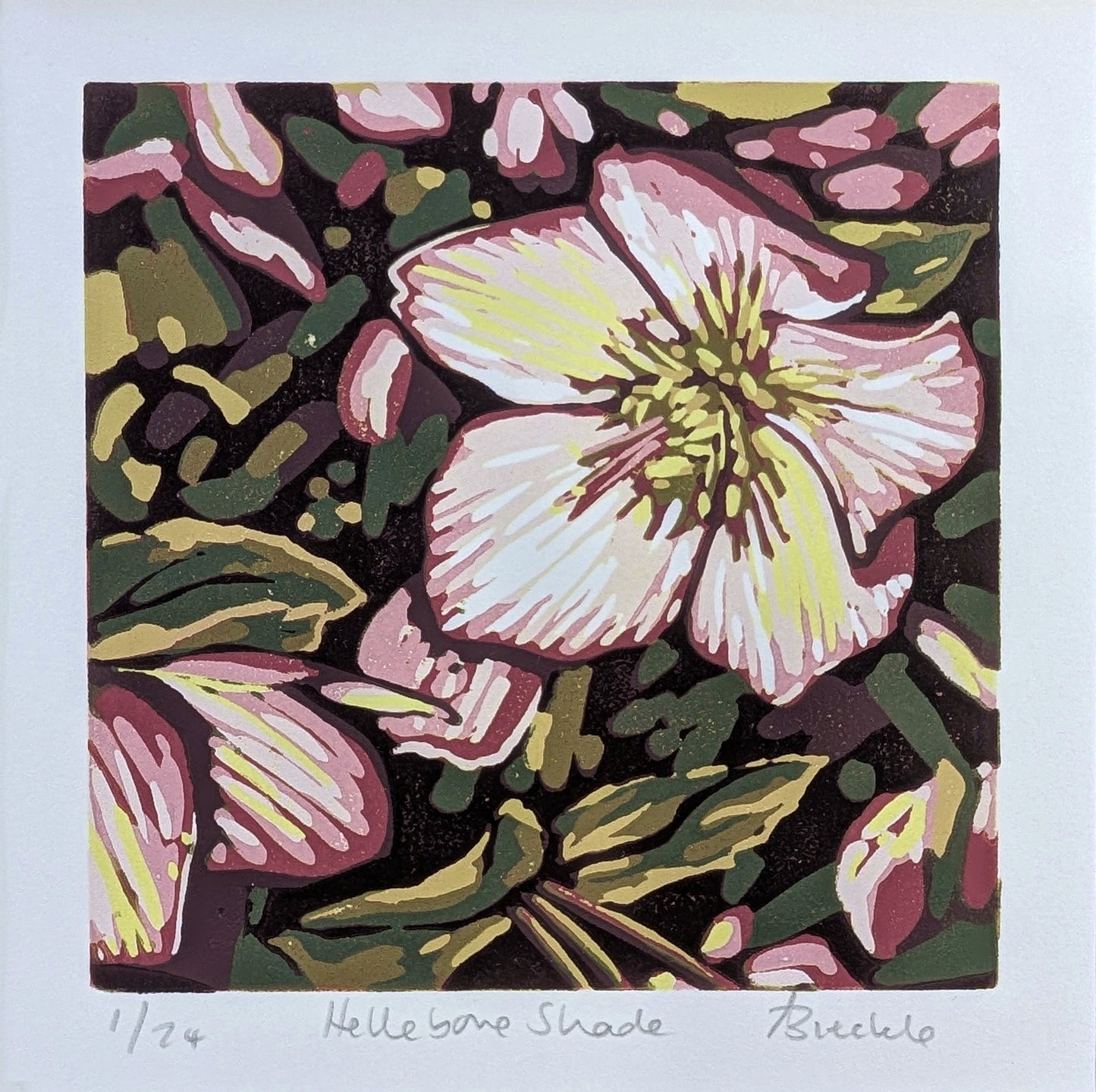 Hellebore Shade