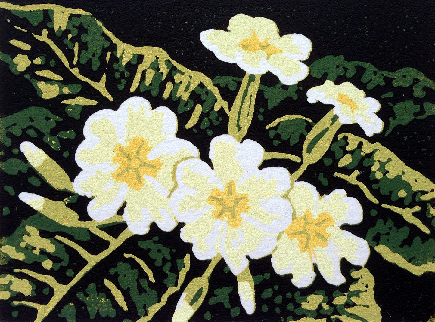 Primroses