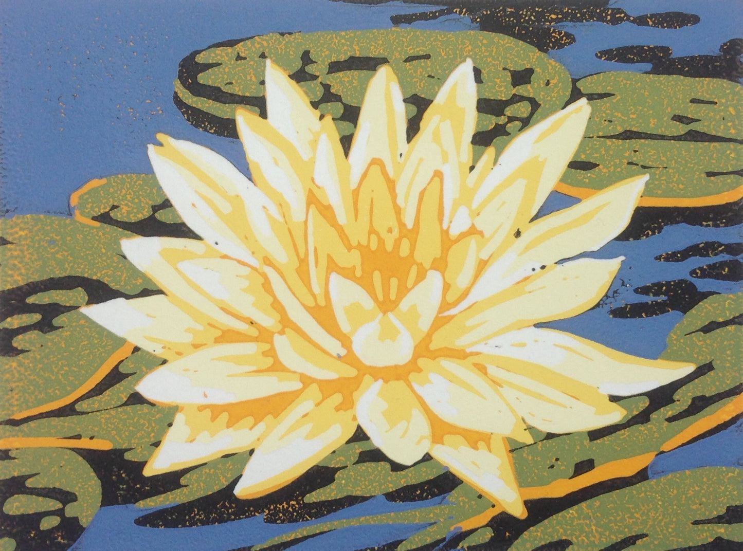 Waterlily